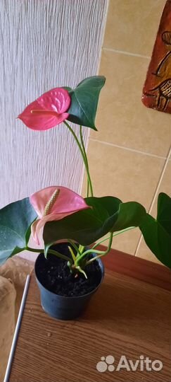 Антуриум сортовой