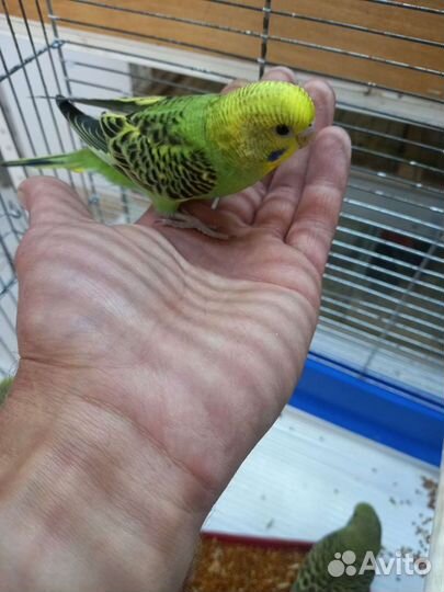 Птенцы волнистый попугай