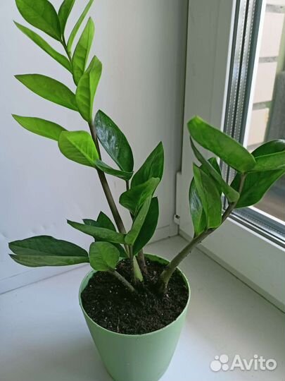 Замиокулькас