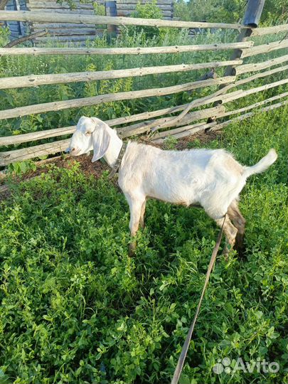 Англо нубийский козел