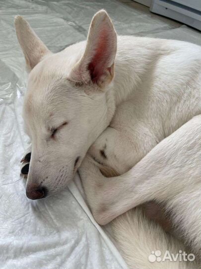 Север ищет дом