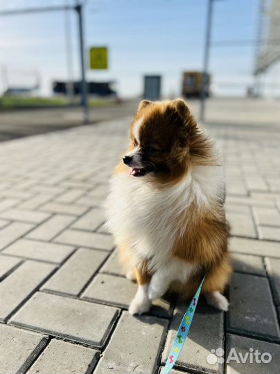 Шпиц вязка