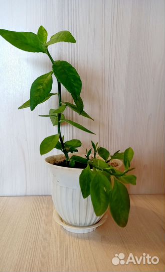 Педилантусы