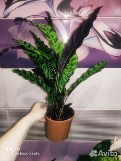 Калатея лансифолия