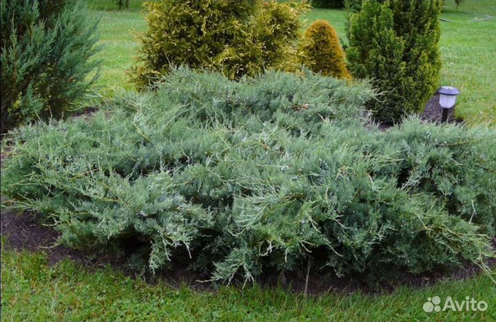 Можжевельник виргинский Грей Оул