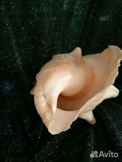 Океанические раковины