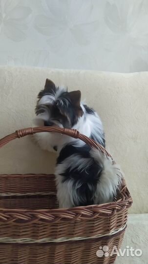 Щенки бивер Йорка