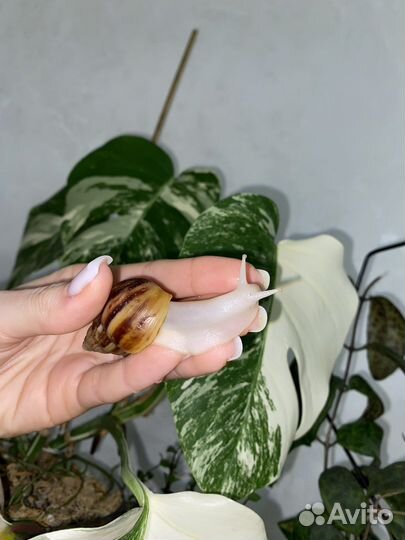 Улитка Ахатина Фулика Альбино