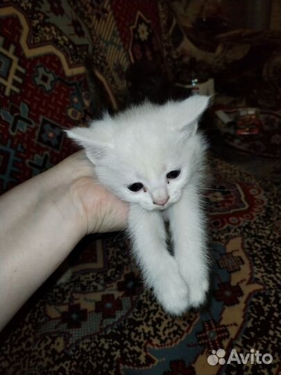 Отдам в добрые руки