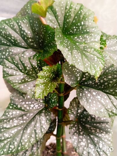 Бегония коралловая тростниковая