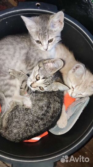 Малыши полубританцы