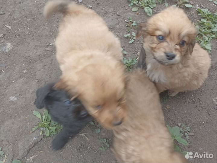 Маленькая собака в добрые руки отдам бесплатно