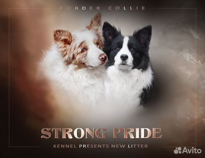 Бордер колли
