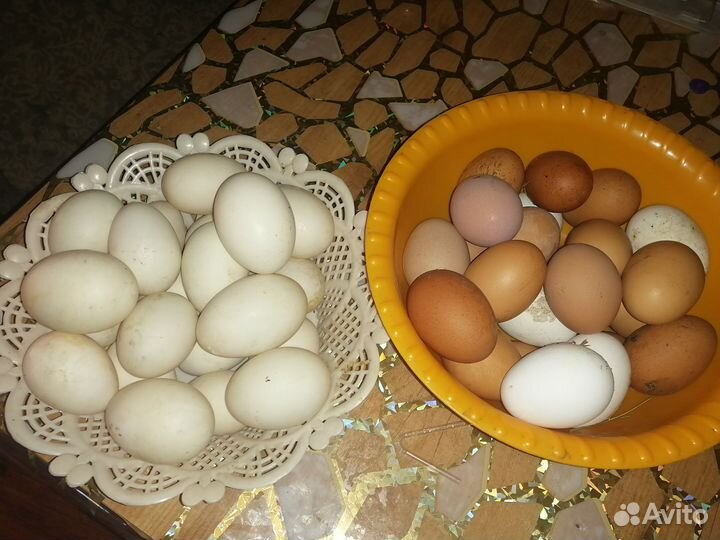 Утиные яйца