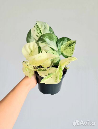 Эпипремнум Marble Apple