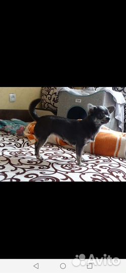 Чихуахуа девочка