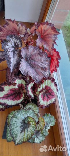 Детки бегоний, наборы деток бегоний