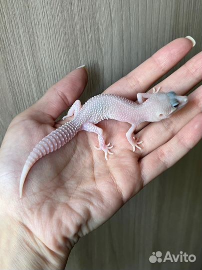 Эублефар самец Super Diablo