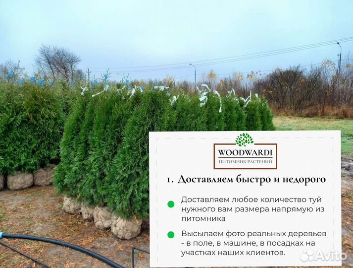 Туя Брабант Экстра качество