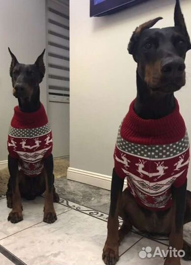 Свитер для собаки