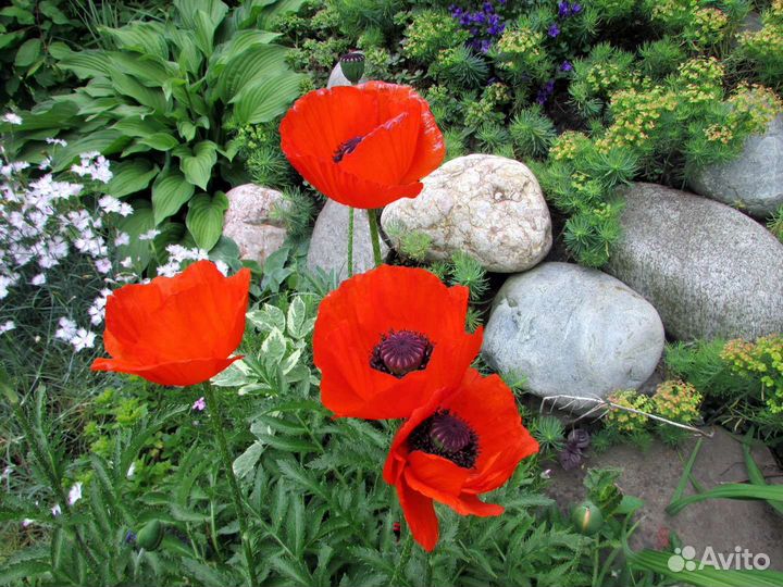 Красный мак Садовый