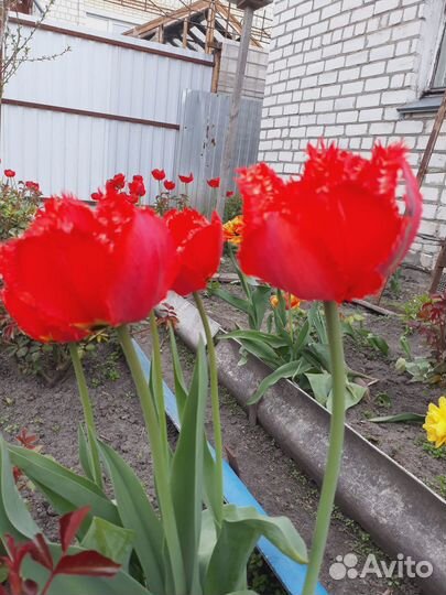 Цветы тюльпаны