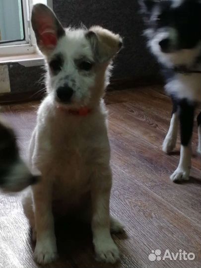 Щенки в добрые руки бесплатно