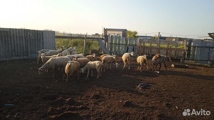 Овцы бараны