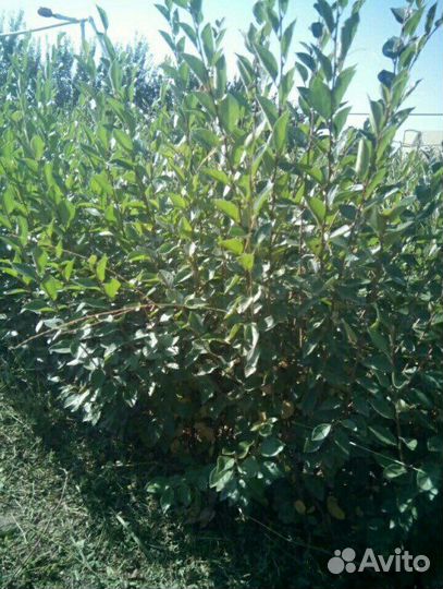 Кизильник блестящий ф Забайкальский сl4