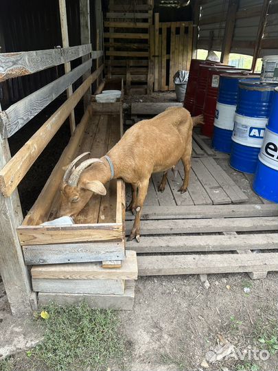 Коза ручная