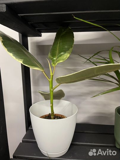 Цветы домашние в горшках