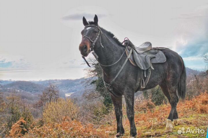 Продажа лошадей