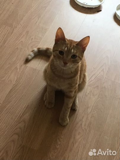 Рыжее солнышко