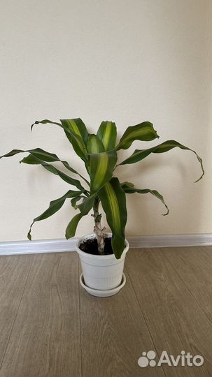Комнатные цветы драцена
