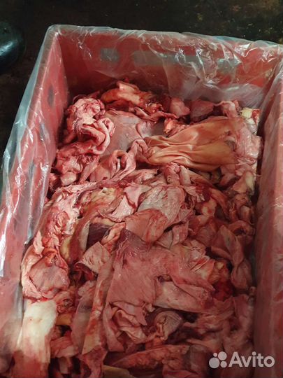 Корм для собак