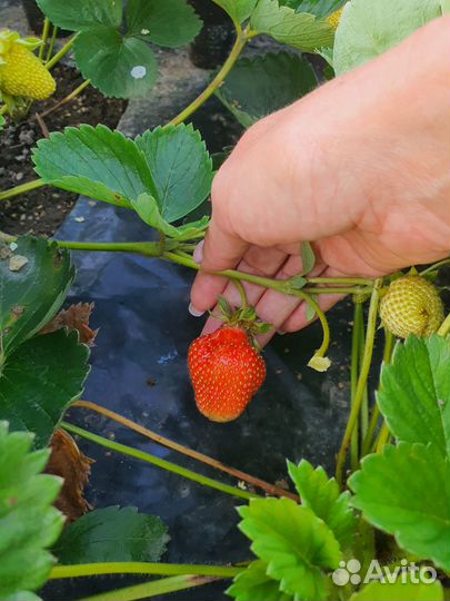 Рассада ремонтантной клубники