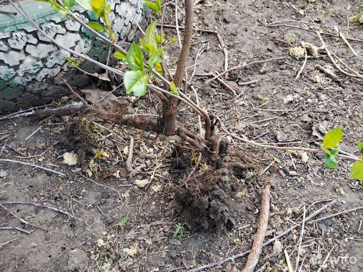 Вишня ашинская