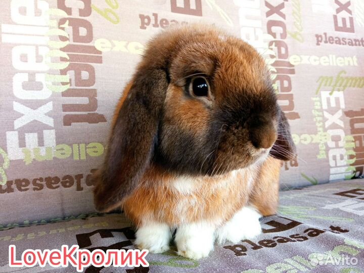 Декоративные кролики