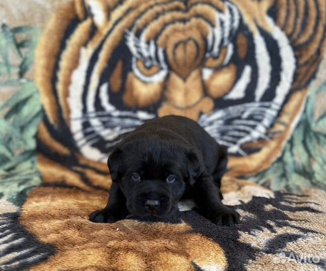 Щенки лабрадора