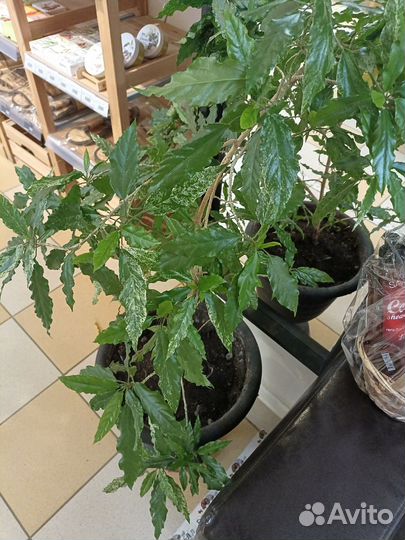 Гибискус пестролистный (Китайская Роза)