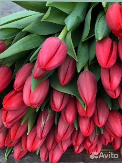 Тюльпаны к 8 марта розница