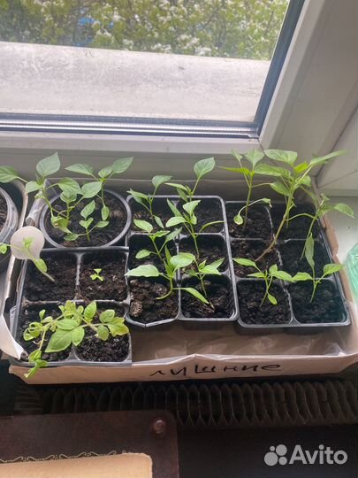 Рассада помидор и перцев