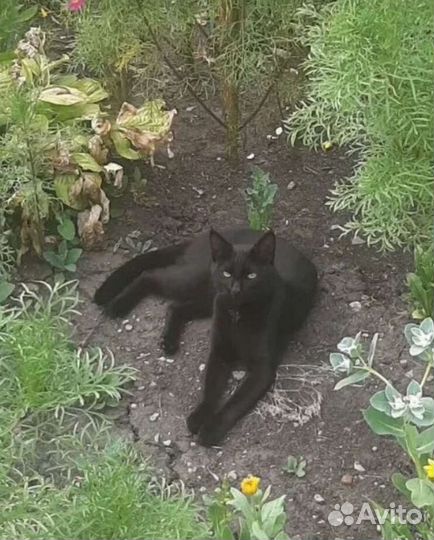 Отдам на передержку на время отъезда