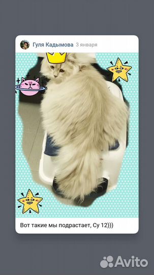 Британский длинношерстный золотой котик