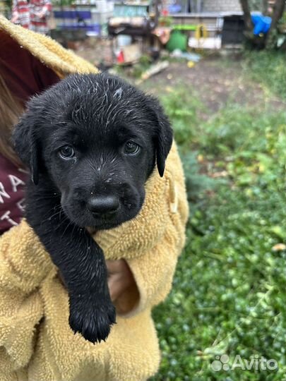 Щенки лабрадора