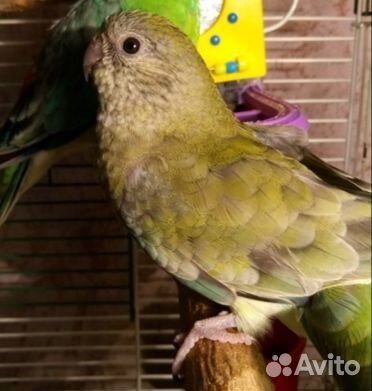 Певчий попугай самка