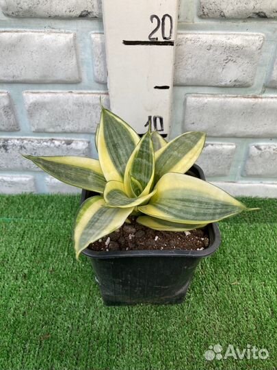 Сансевиерия из питомника растений