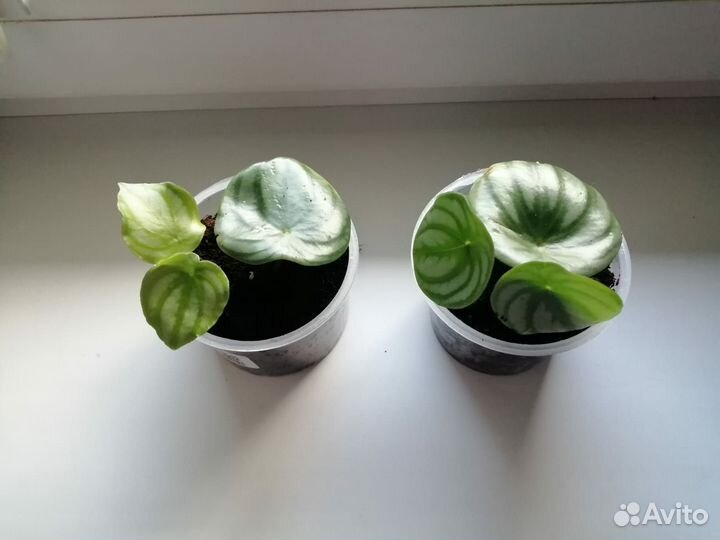 Пеперомия арбузная