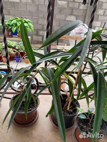 Фикус Биннендийка (Али)