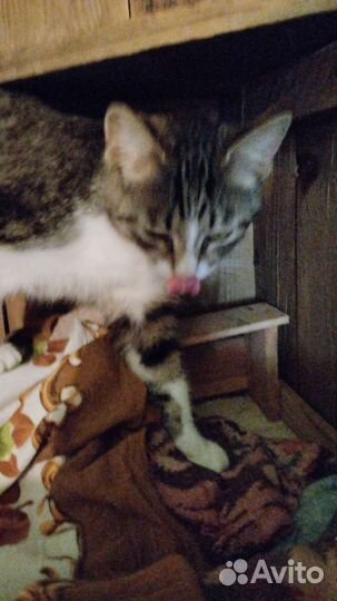 Кошка в дар бесплатно